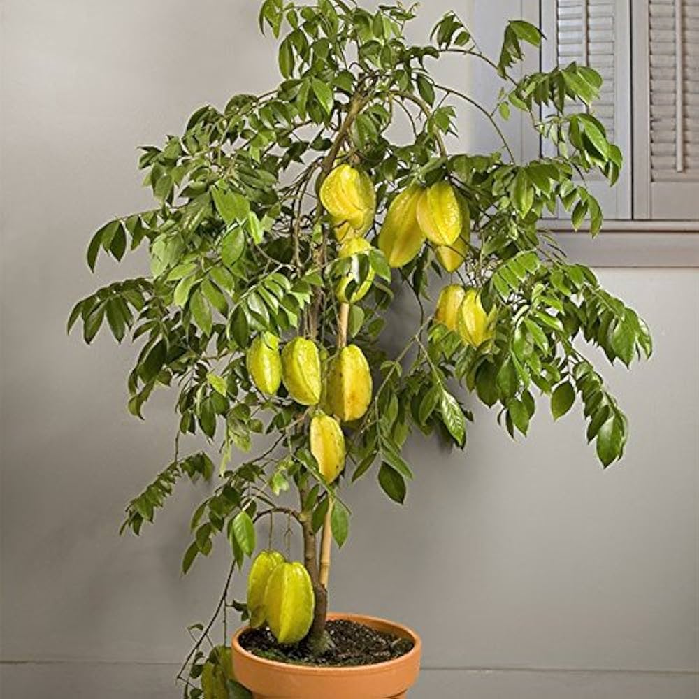 star fruit plant