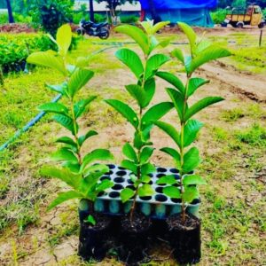 taiwan pink gauva 5 plants set