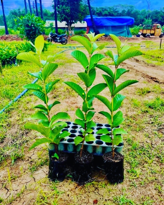 taiwan pink gauva 5 plants set